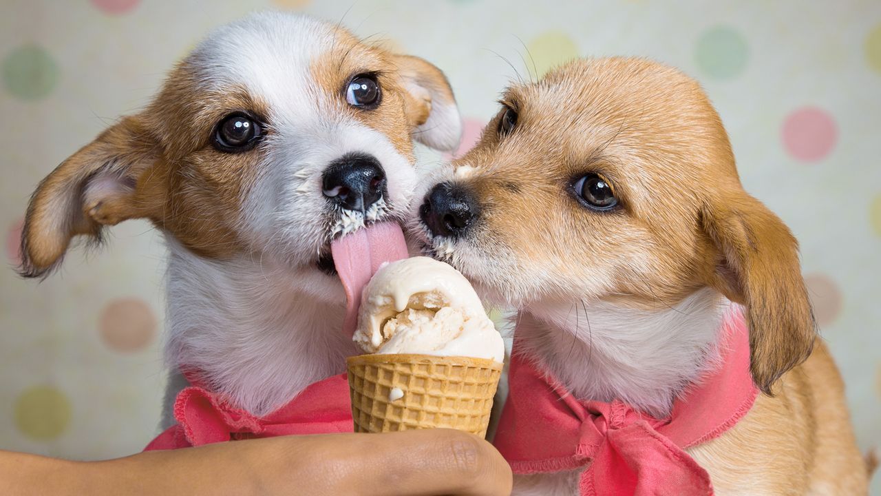 Ben & Jerry’s is making dog ice cream as the pet food industry grows