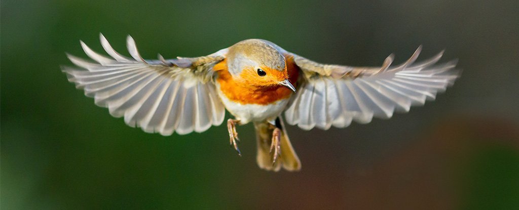   Birds have an ambiguous "quantum sense".  For the first time, scientists saw it in action

