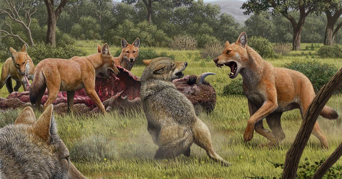 The study suggests that prehistoric terrible wolves looked different from those in Game of Thrones.